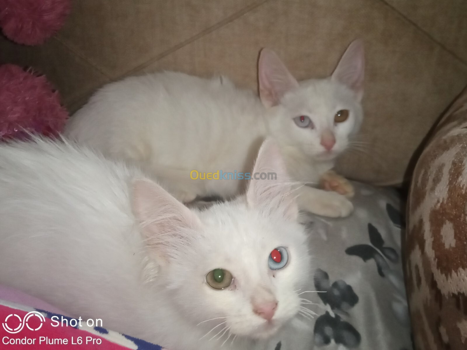 Couple chats Angora Turk blanc 2,5 mois yeux vairons 