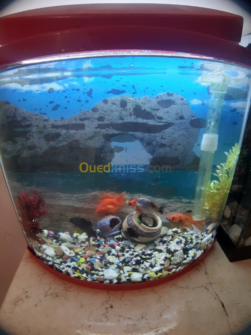 Aquarium 40 litre avec Poissons et accessoires complet 