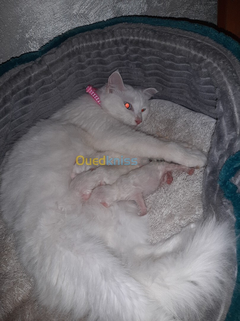 Couple chats Angora Turk blanc 1 an