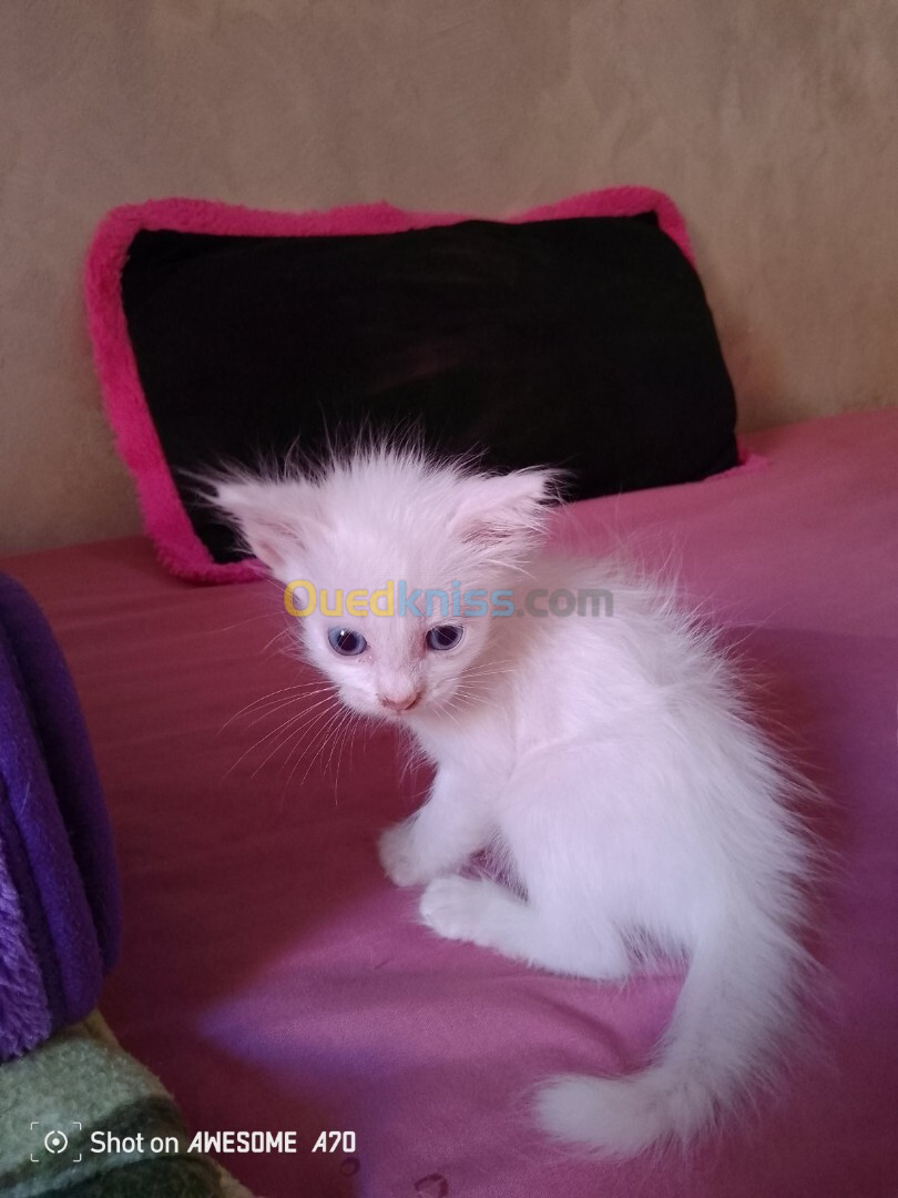 Chat angora Turk blanche 55 jours