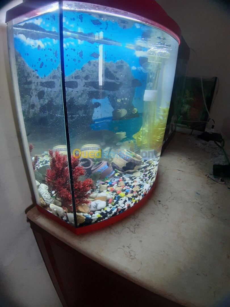 Aquarium 40 litre avec Poissons et accessoires complet 