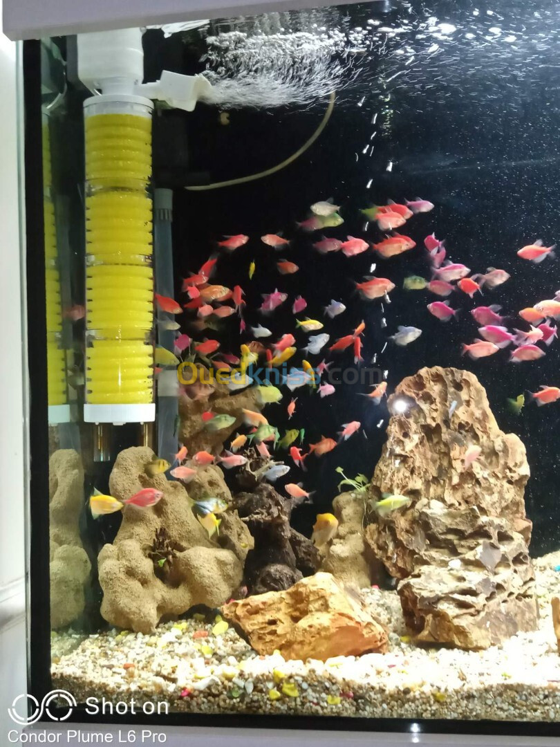 Conception d'aquarium, Equipements, Poissons et Entretien 