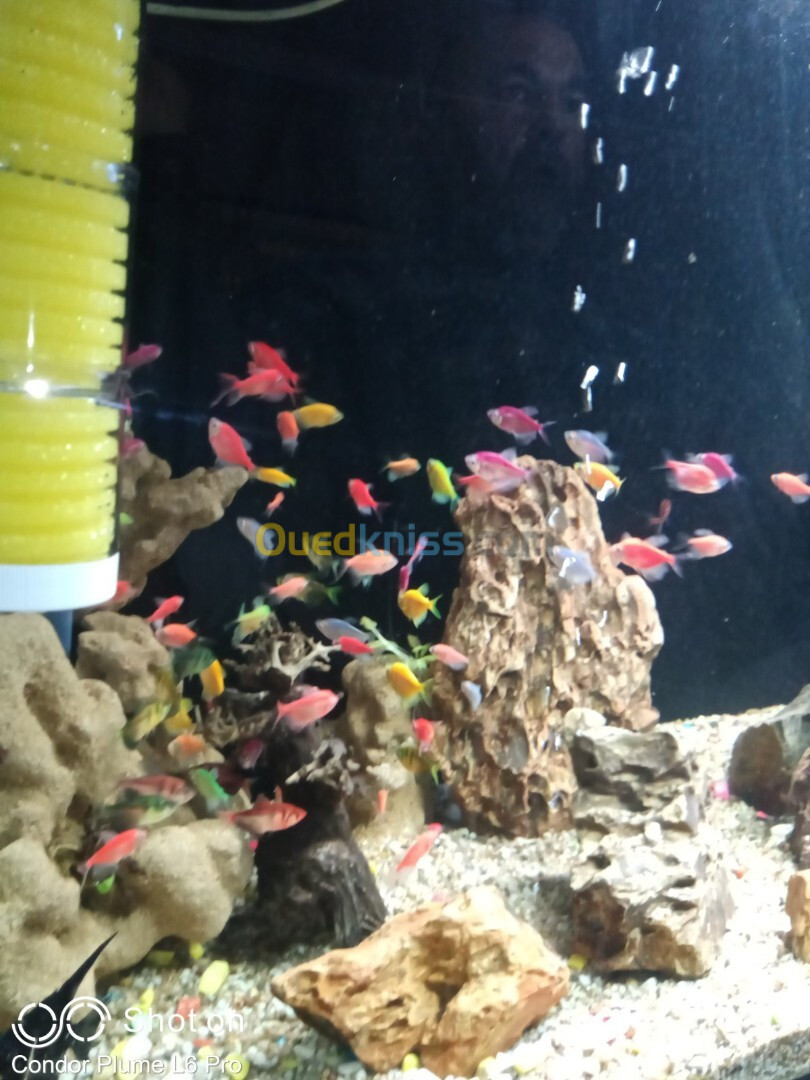 Conception d'aquarium, Equipements, Poissons et Entretien 