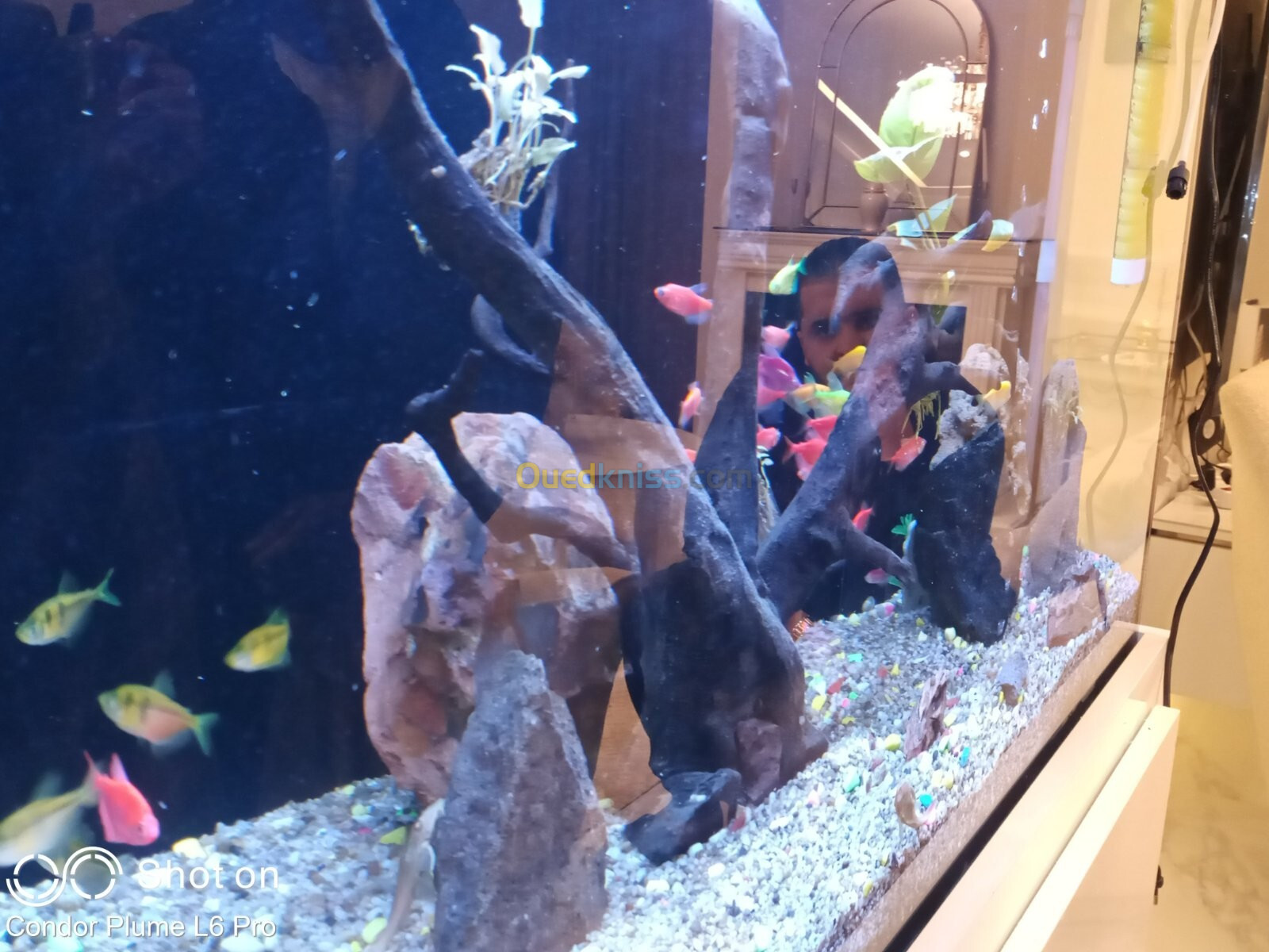 Conception d'aquarium, Equipements, Poissons et Entretien 