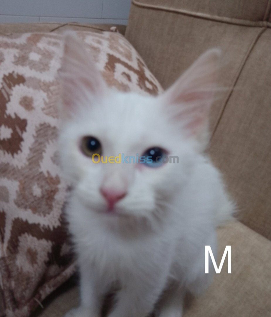 3 chats angora Turk +2 mois M & F vairons 