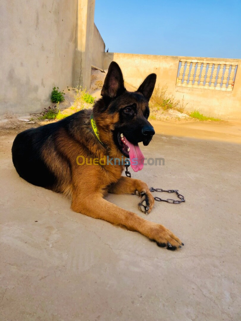 Chien berger allemand bon caractère 