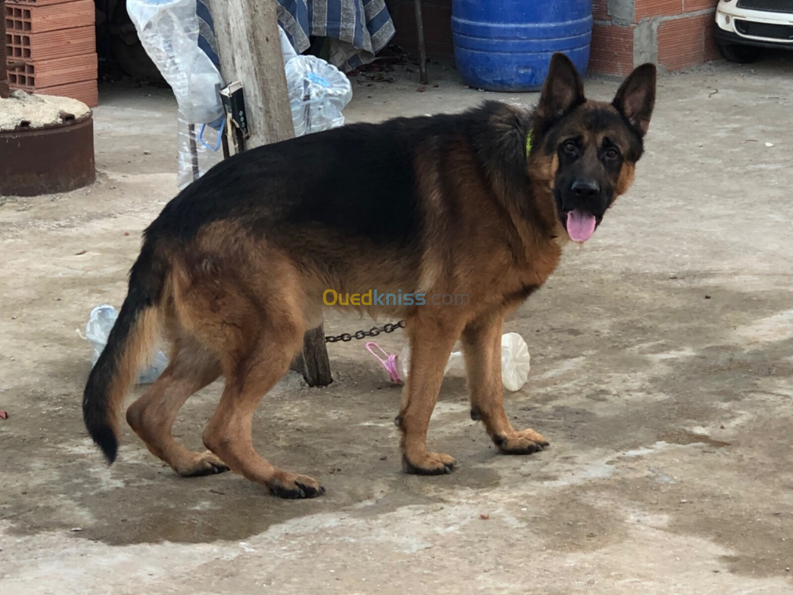 Chien berger allemand 