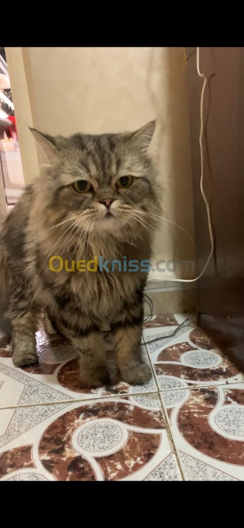 Persan pure race de type ( brown tabby ) 