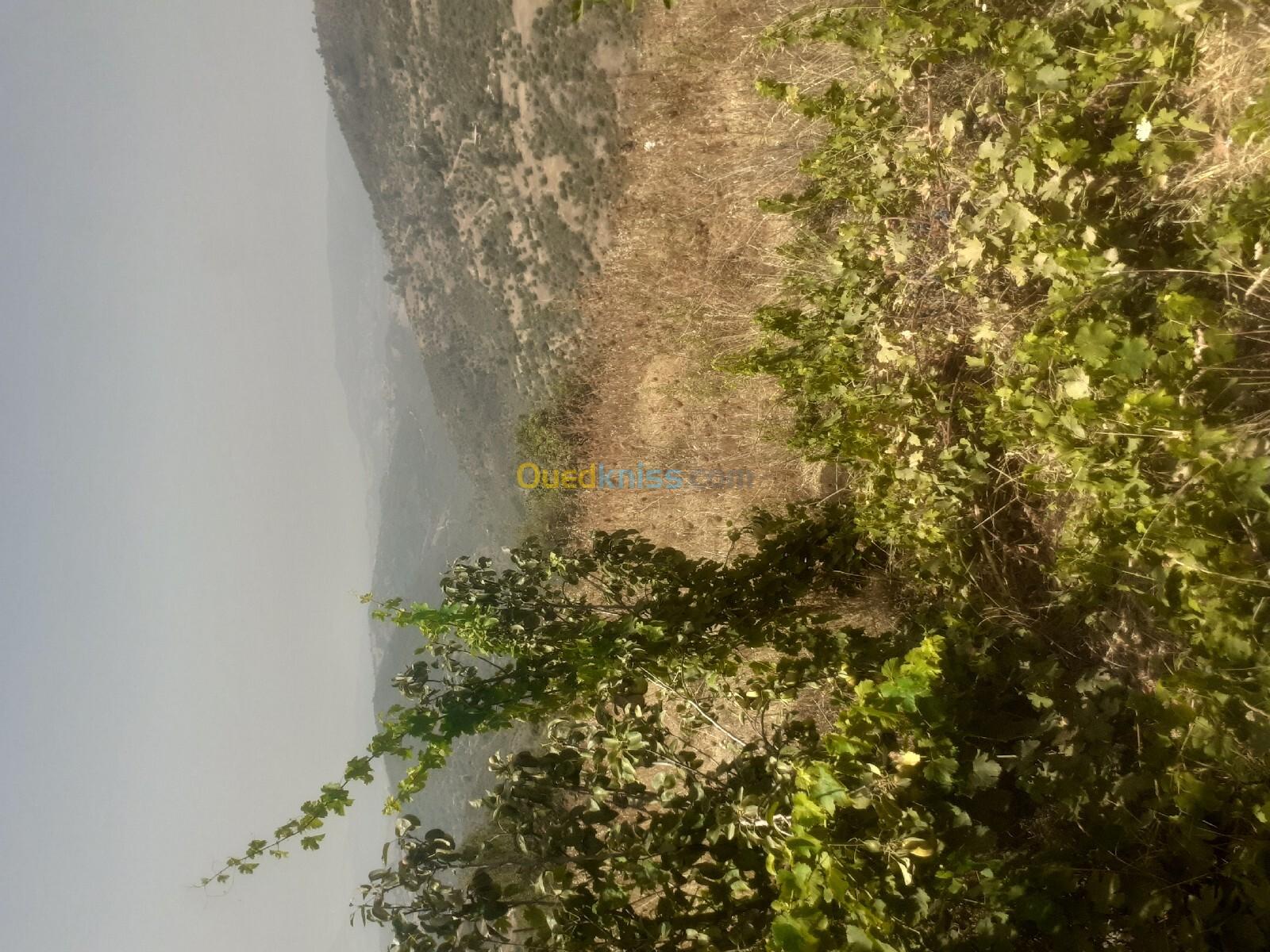 Vente Terrain Boumerdès Beni amrane