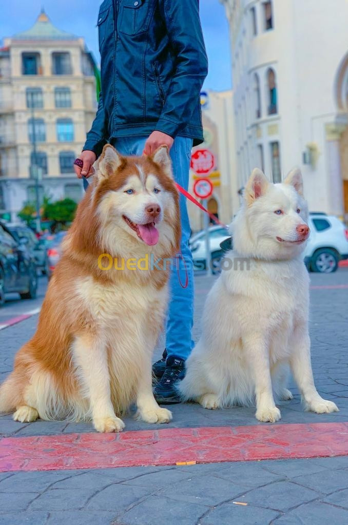 Husky malamute 