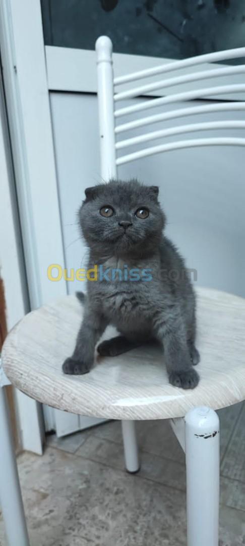 Scottish fold black smoke 