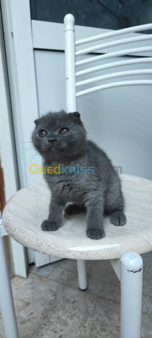 Scottish fold black smoke 