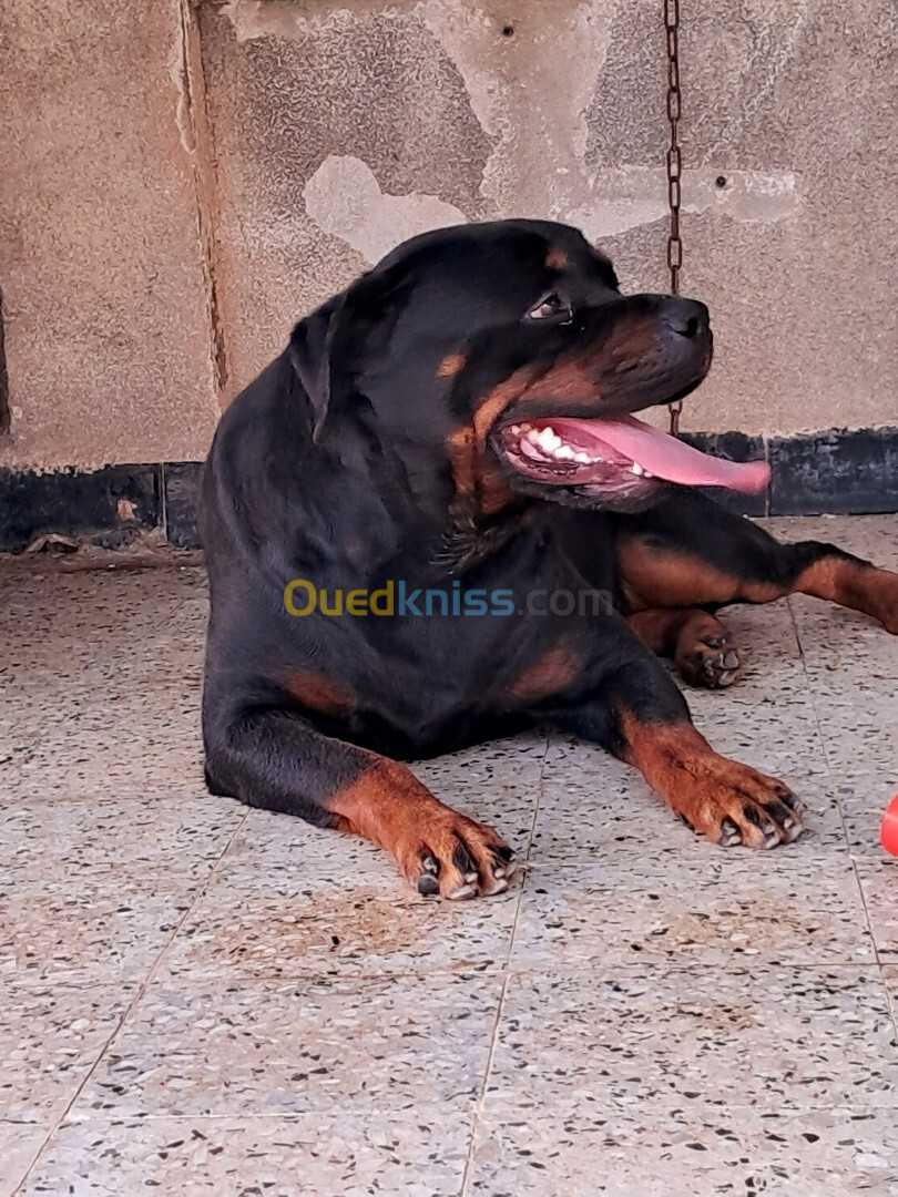 Rottweiler allemand 