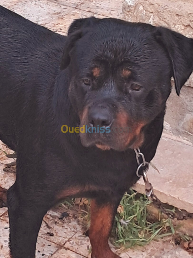 Rottweiler allemand 