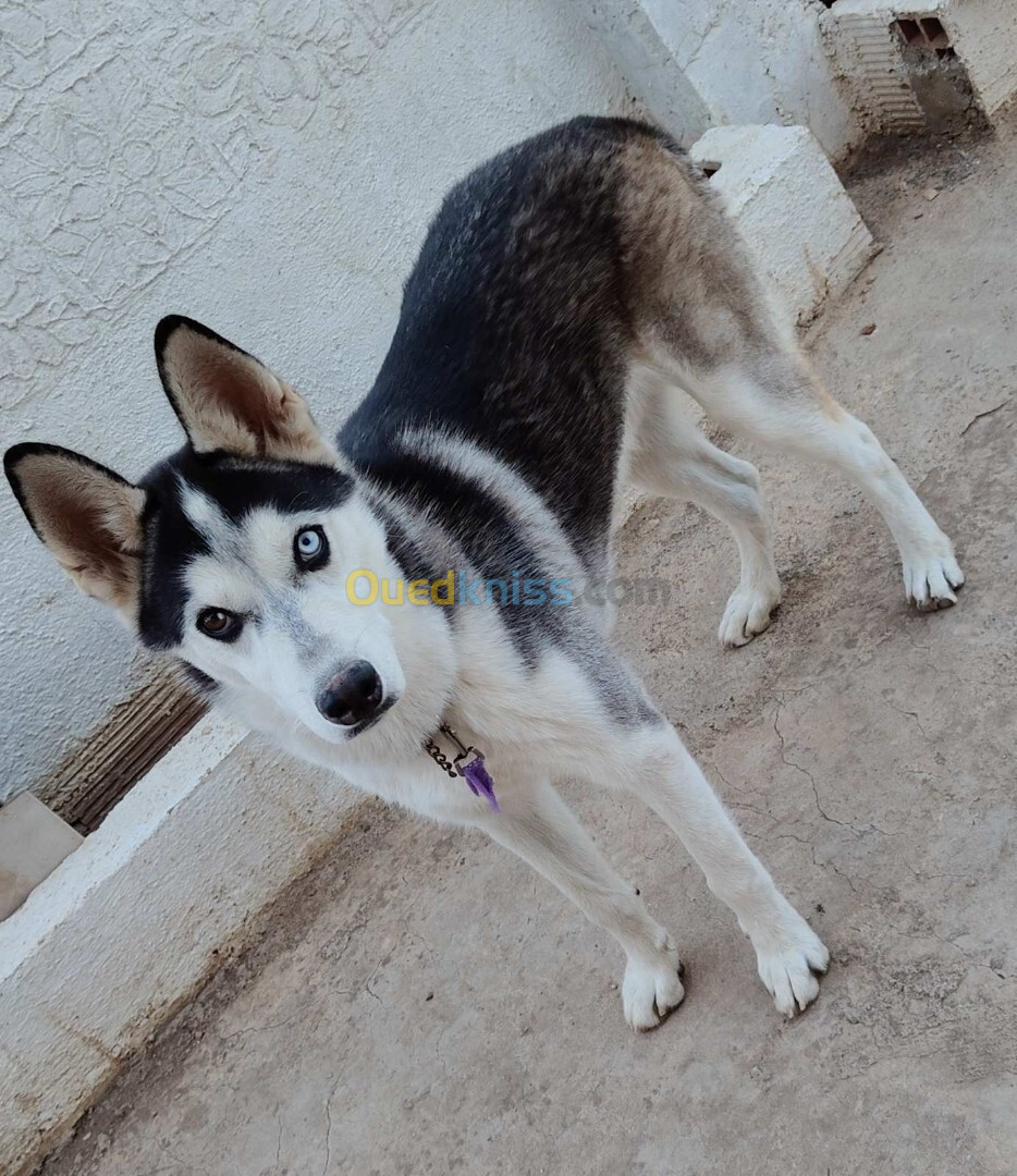 Husky male 8 mois 