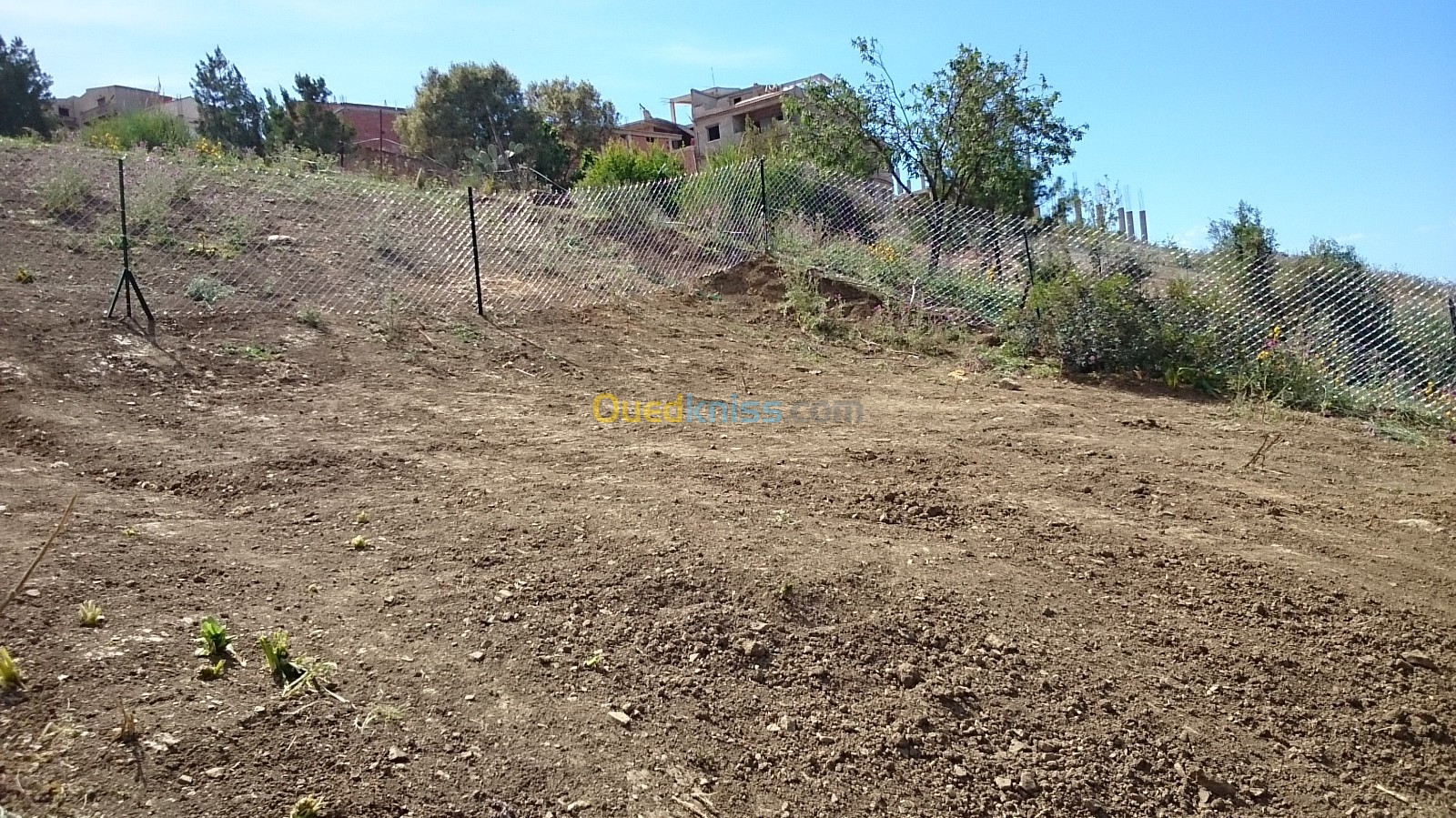 Vente Terrain Tipaza Tipaza