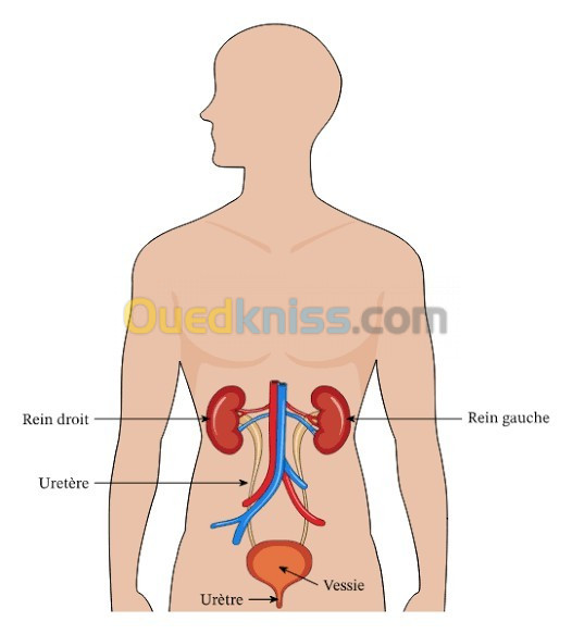 الطب بالاعشاب médecine alternative 