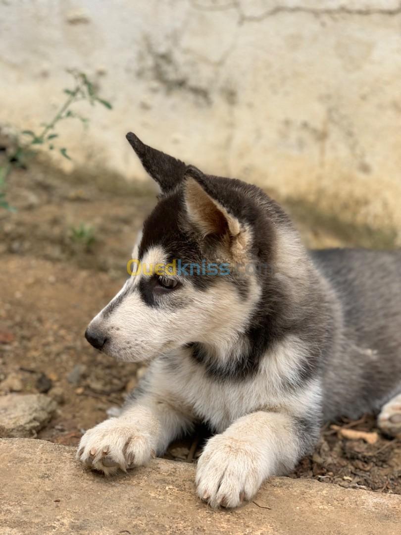 Chiot husky