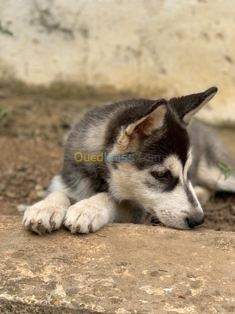 Chiot husky