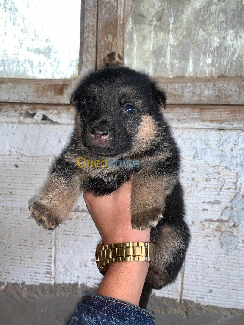 Chiot Berger Allemand 