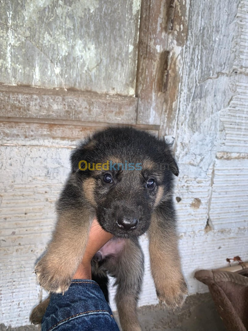 Chiot Berger Allemand 