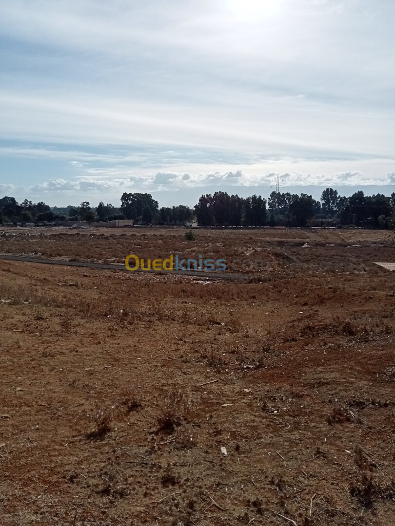 Vente Terrain Sétif El eulma