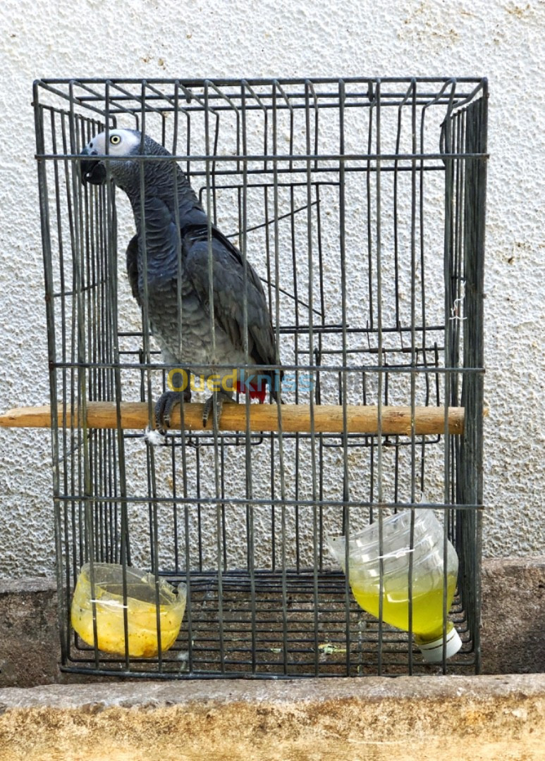 Oiseaux perroquet Gabon 