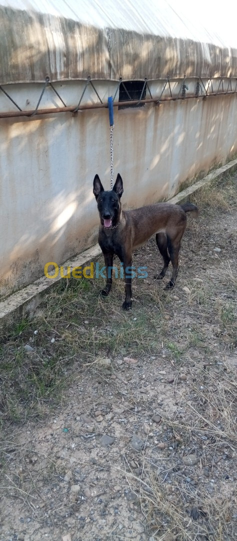 Femelle malinois 