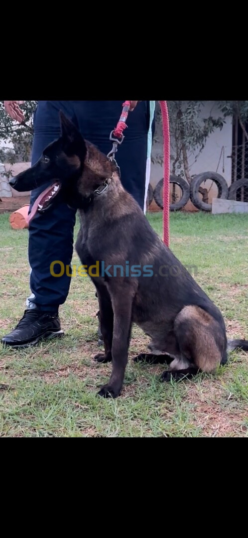 Un mâle malinoi de 7 mois charbonné plaint de caractère vous attend 