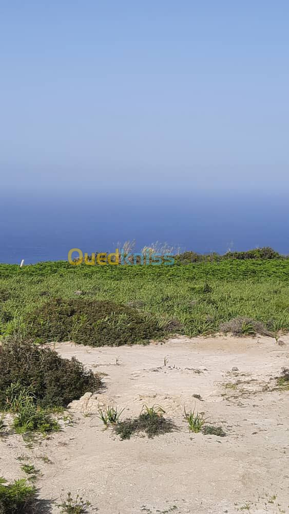 Vente Terrain Annaba Chetaibi