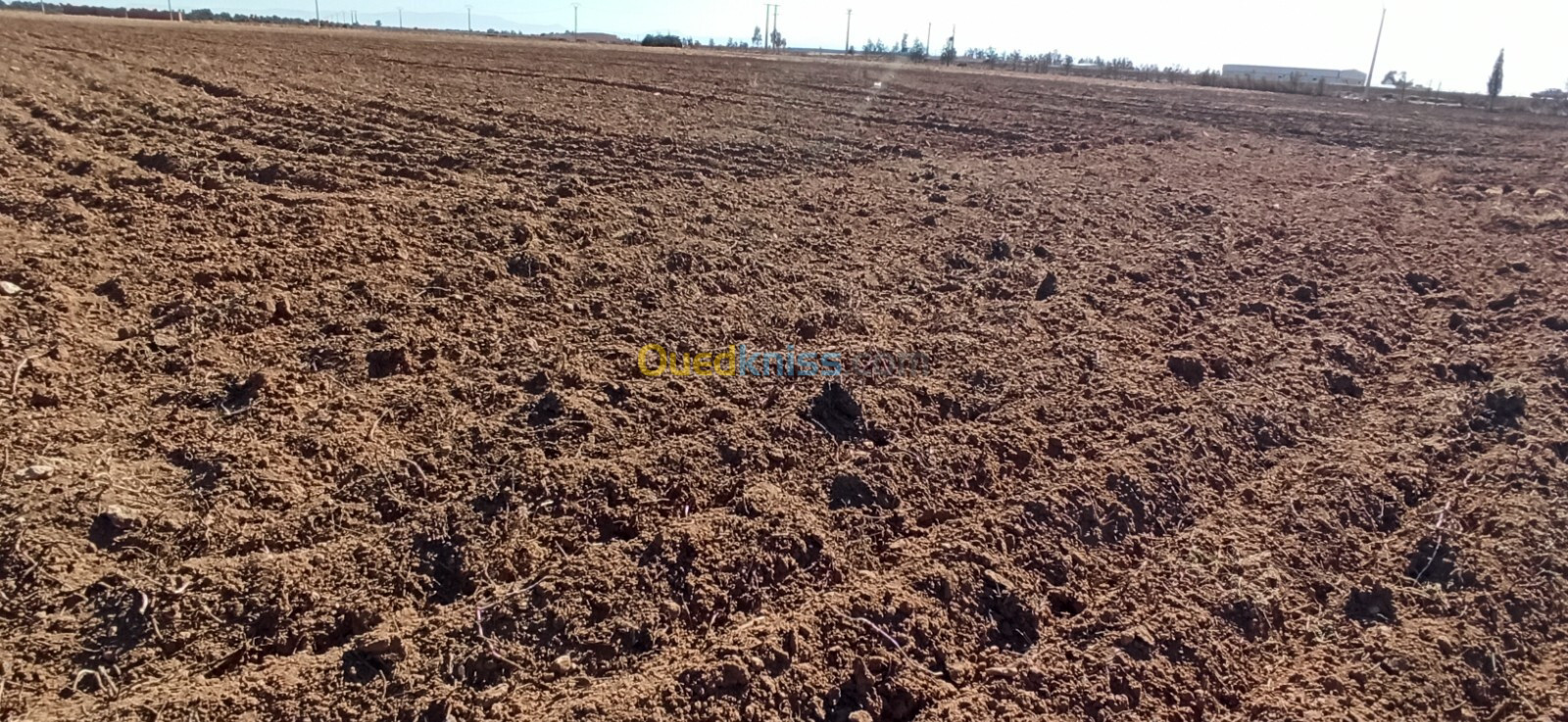 Vente Terrain Agricole Djelfa Ain oussara