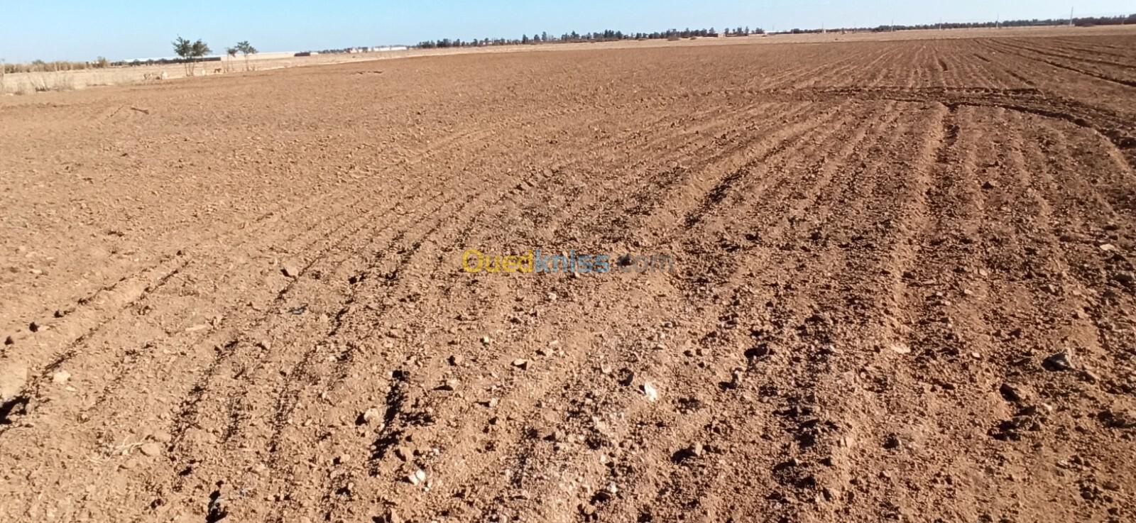 Vente Terrain Agricole Djelfa Ain oussara