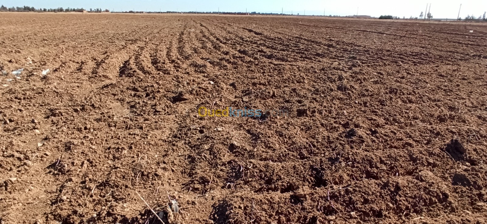 Vente Terrain Agricole Djelfa Ain oussara