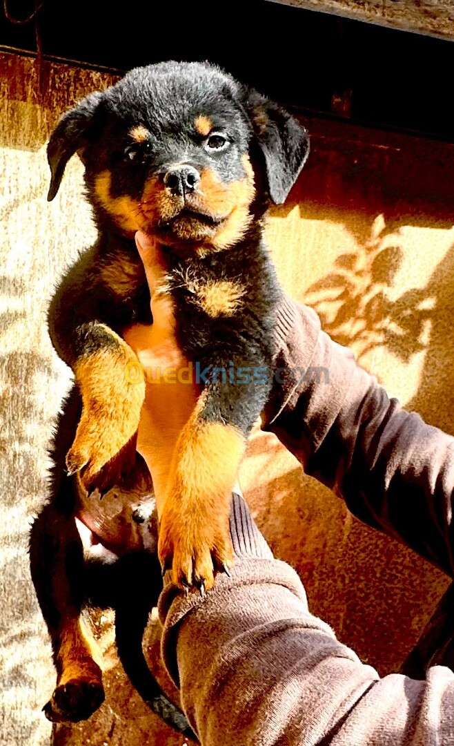 Rottweiler 