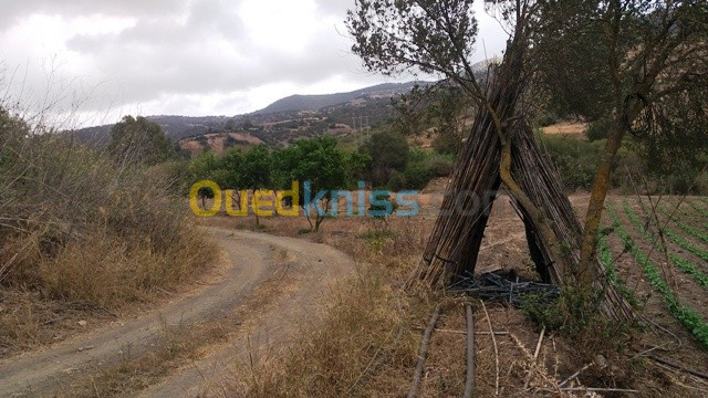 Vente Terrain Tipaza Cherchell