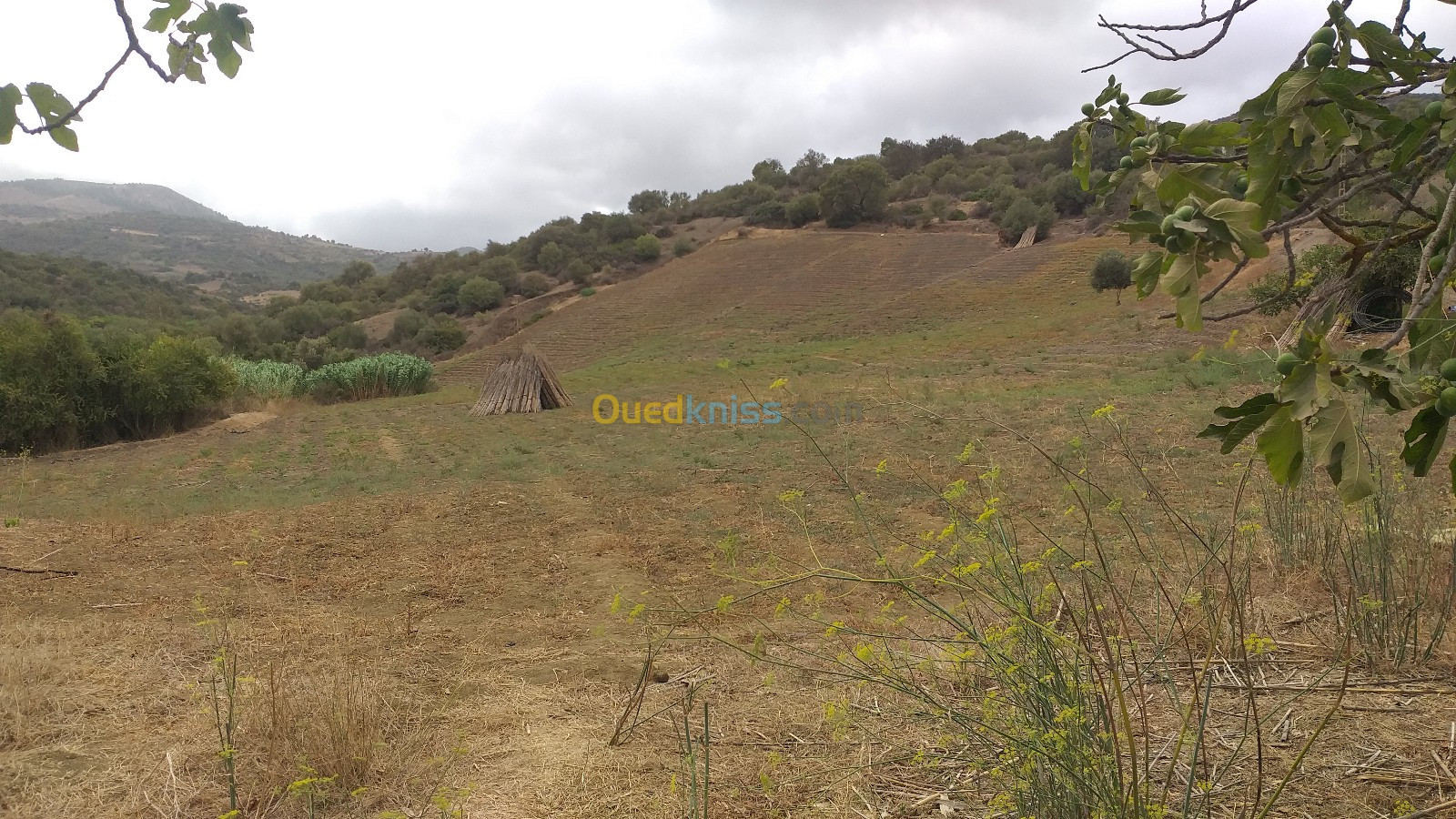 Vente Terrain Tipaza Cherchell