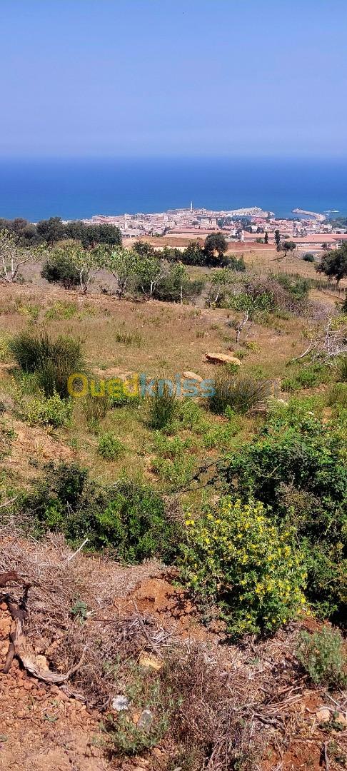 Vente Terrain Tipaza Cherchell