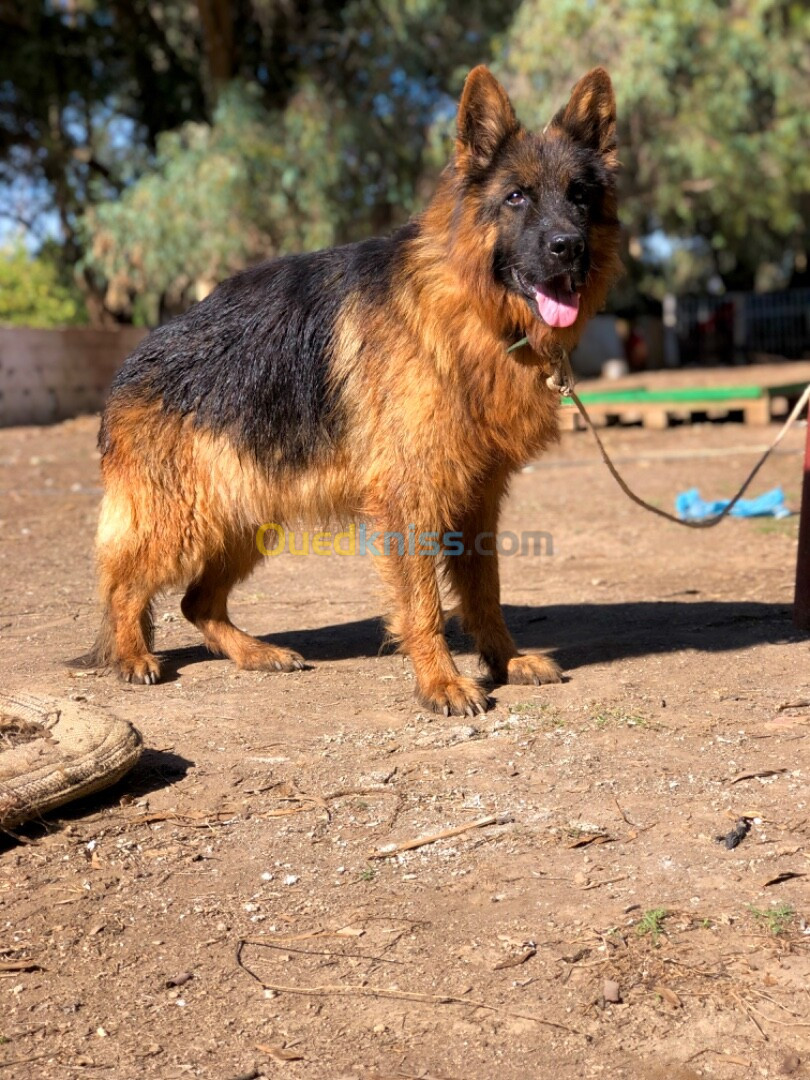 Male Berger Allmend poil long