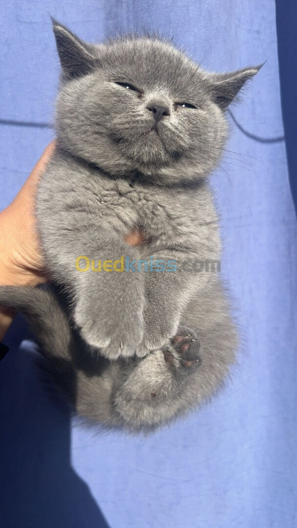 British shorthair 