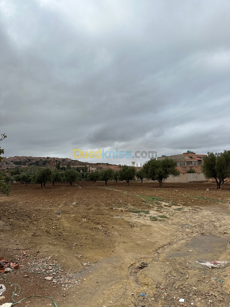 Vente Terrain Tlemcen Chetouane