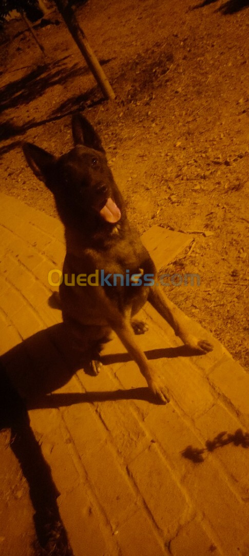 Chien malinois مالينوا