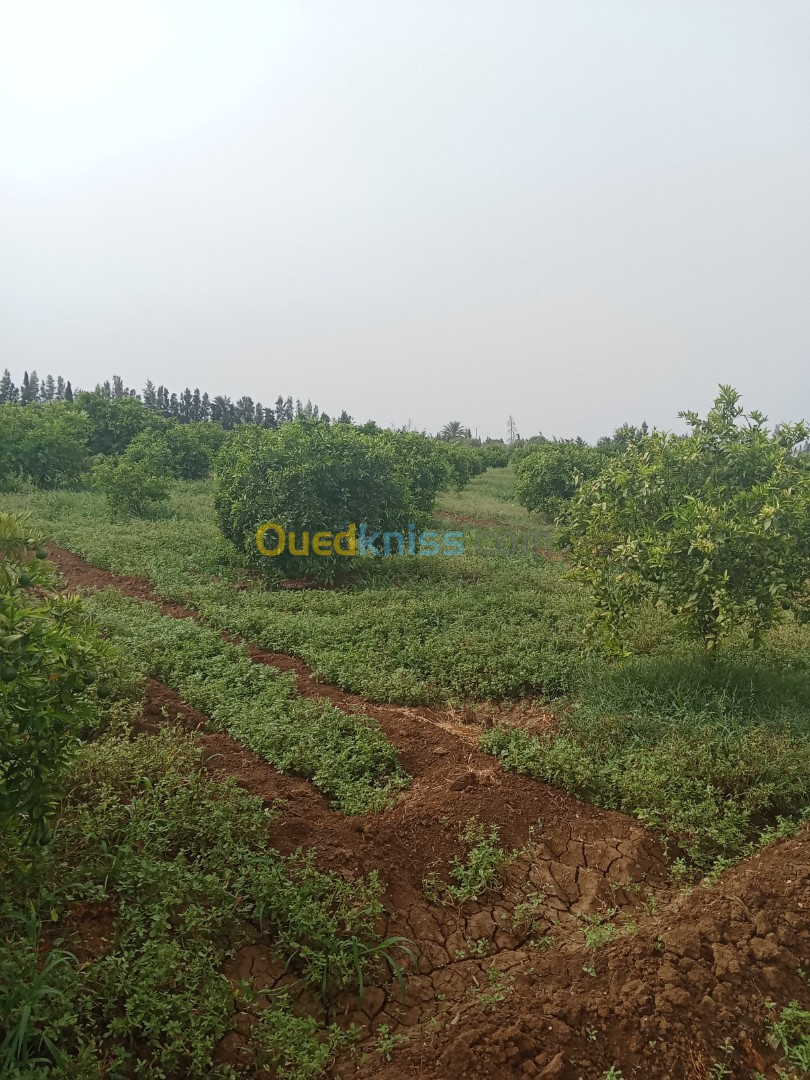 Vente Terrain Agricole Relizane Ouled el djemaa