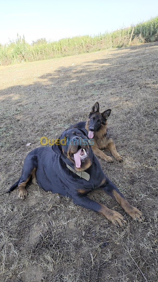 Femelle rottweiler géant 2 ans