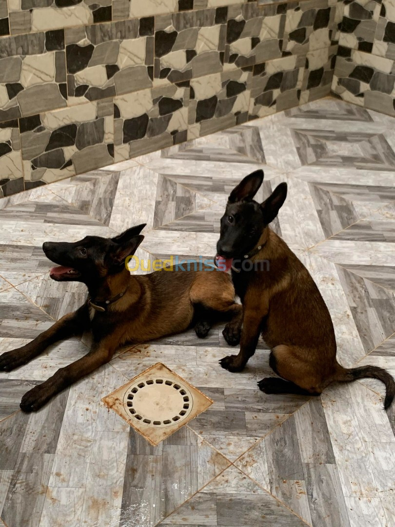 Male et femelle malinois 