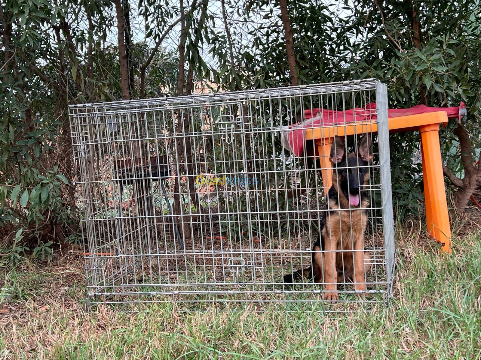 Mâle Berger Allemand   5 Mois Pedigré 