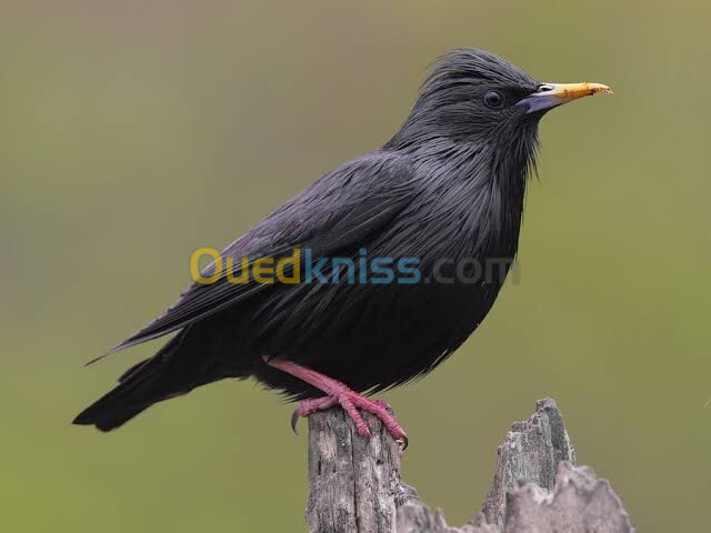 العصفور الاسود النادر black starling 