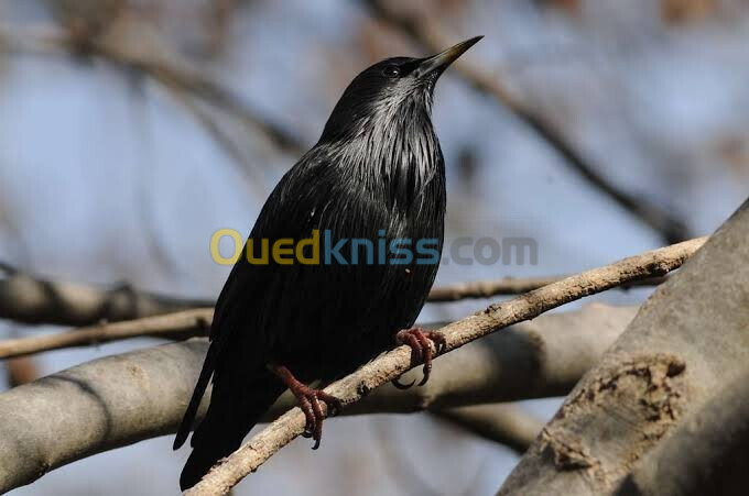 العصفور الاسود النادر black starling 