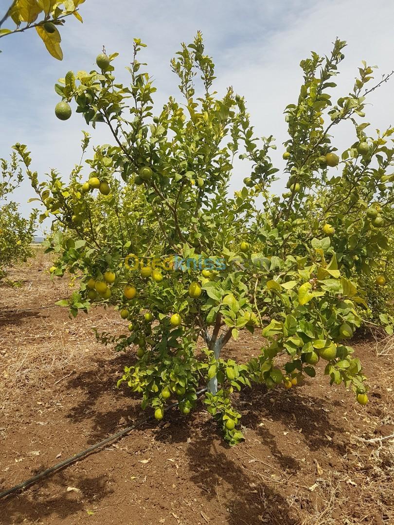 Vente des citrons en gros