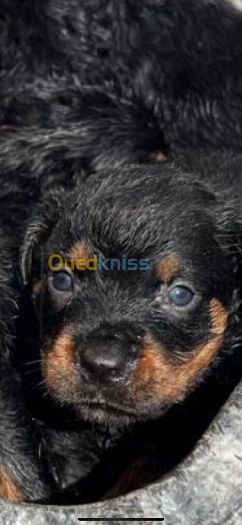 Ventes chiens de race Rottweiler