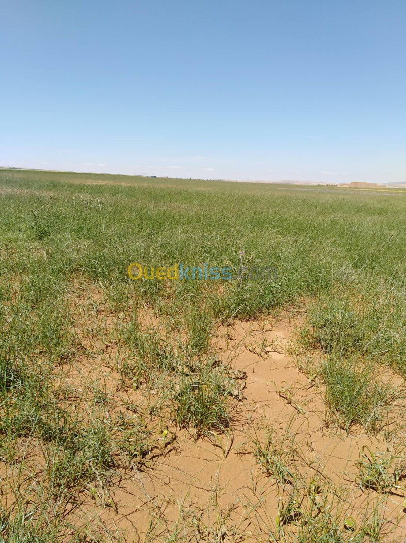 Vente Terrain Agricole Djelfa Hassi bahbah